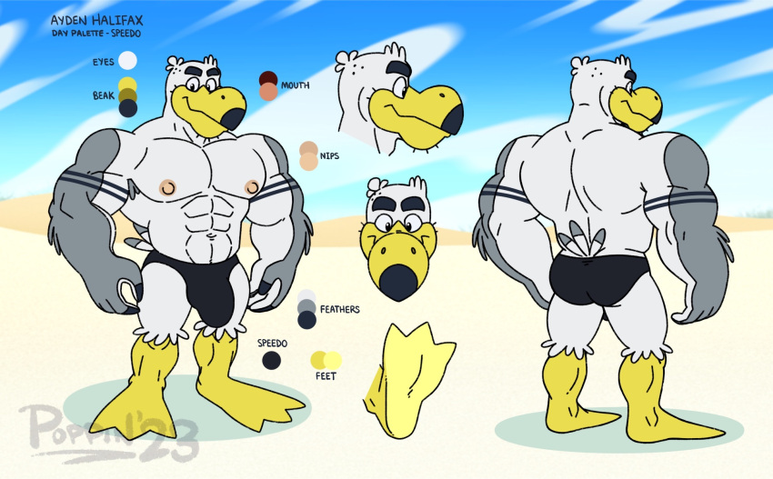 abs anthro avian ayden_(brogulls) big_bulge bird brogulls bulge clothing gull hi_res lari larid male model_sheet muscular nipples poppin speedo swimwear