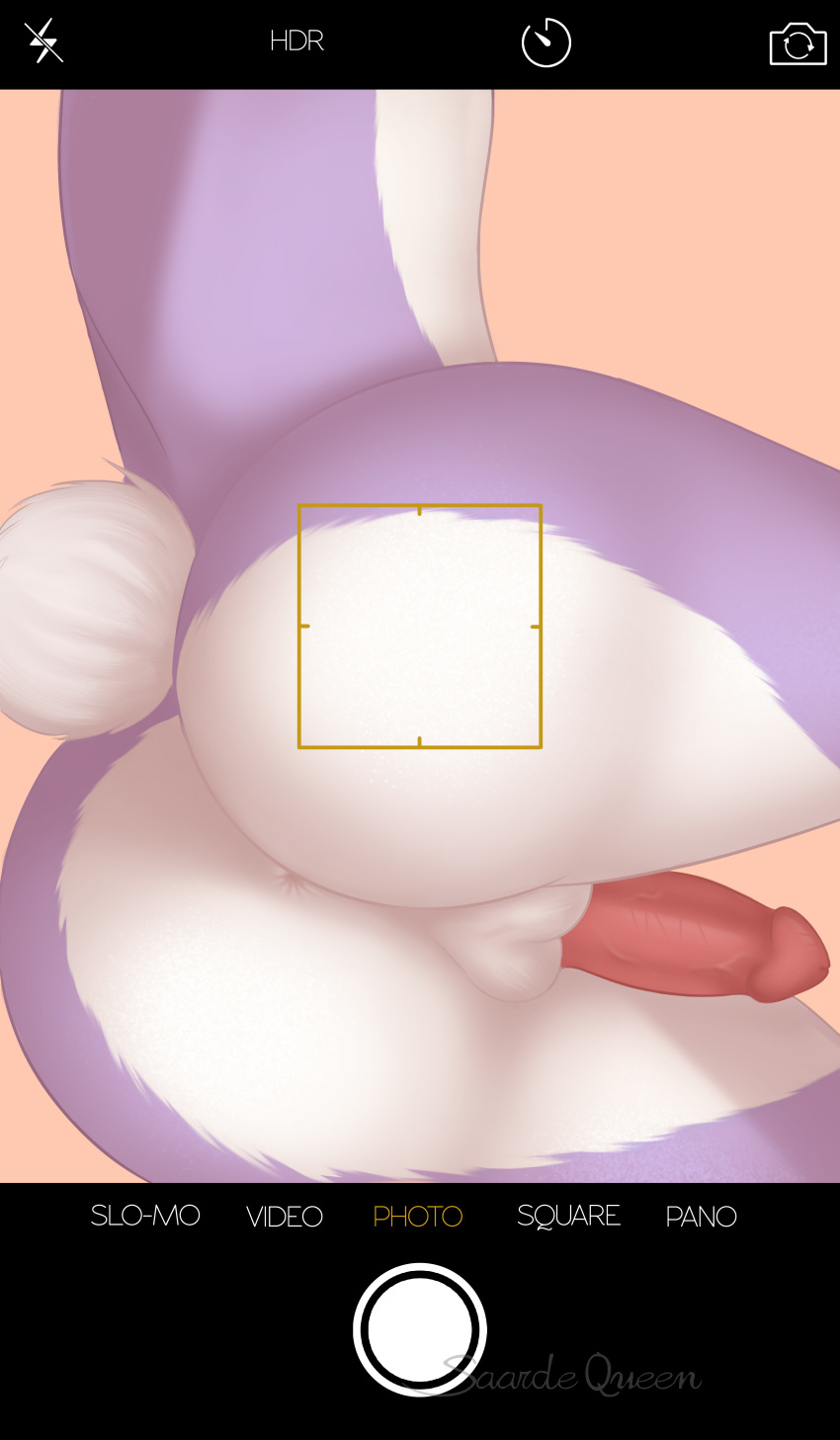 absurd_res anthro anus ass balls camera_view fur genitals happy(happyhazard) happyhazard hi_res lagomorph leporid male mammal nude penis presenting purple_body purple_fur rabbit saardequeen simple_background solo tail white_body white_fur