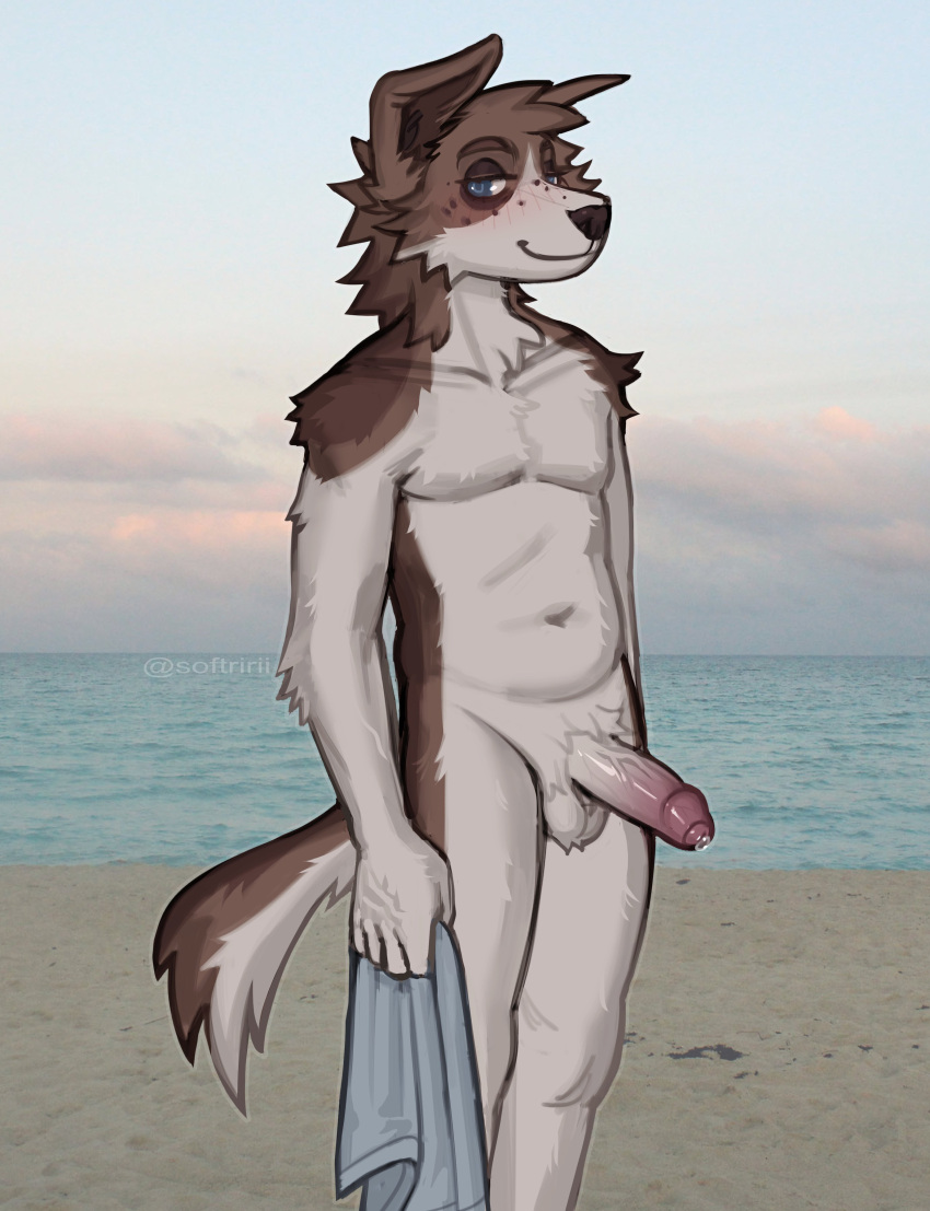 absurd_res anthro balls beach blush canid canine erection foreskin genitals hi_res holding_object holding_towel humanoid_genitalia humanoid_penis male mammal nude partially_retracted_foreskin penis photo_background photography_(artwork) rielle seaside solo standing towel