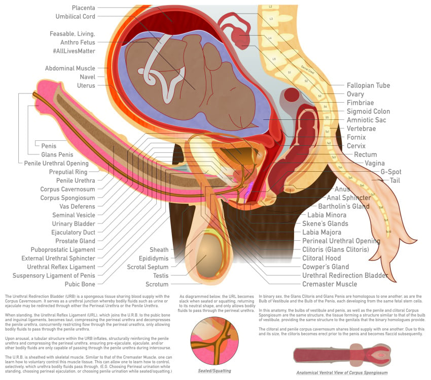 alpha_channel amniotic_sac anatomical_diagram anatomy anatomy_chart anatomy_reference animal_genitalia animal_penis anthro anus balls big_balls bladder bone brown_body brown_fur cervix chart cross_section cuntboy detailed digital_drawing_(artwork) digital_media_(artwork) duo educational equid equine equine_genitalia equine_penis erection fetus fk2169 flared_penis full-package_cuntboy fur g-spot genitals herm hermaphrodite hi_res horse human intersex label male maleherm mammal medial_ring mucho_texto multi_genitalia organs ovaries penis placenta pregnant pregnant_cuntboy pregnant_hermaphrodite pregnant_maleherm prostate pussy reproductive_anatomy science_fiction simple_background skene's_gland spine tail transparent_background umbilical_cord urethra uterus vertebrae white_tail