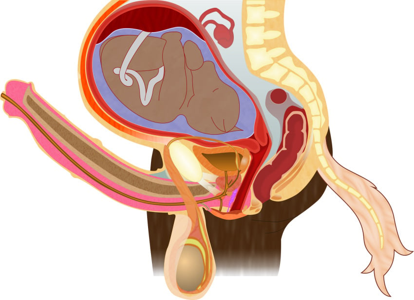 alpha_channel amniotic_sac anatomical_diagram anatomy anatomy_chart anatomy_reference animal_genitalia animal_penis anthro anus balls big_balls bladder bone brown_body brown_fur cervix chart cross_section cuntboy detailed digital_drawing_(artwork) digital_media_(artwork) duo educational equid equine equine_genitalia equine_penis erection fetus fk2169 flared_penis full-package_cuntboy fur genitals herm hermaphrodite hi_res horse human intersex male maleherm mammal medial_ring multi_genitalia organs ovaries penis placenta pregnant pregnant_cuntboy pregnant_hermaphrodite pregnant_maleherm prostate pussy reproductive_anatomy science_fiction simple_background spine tail transparent_background umbilical_cord urethra uterus vertebrae white_tail