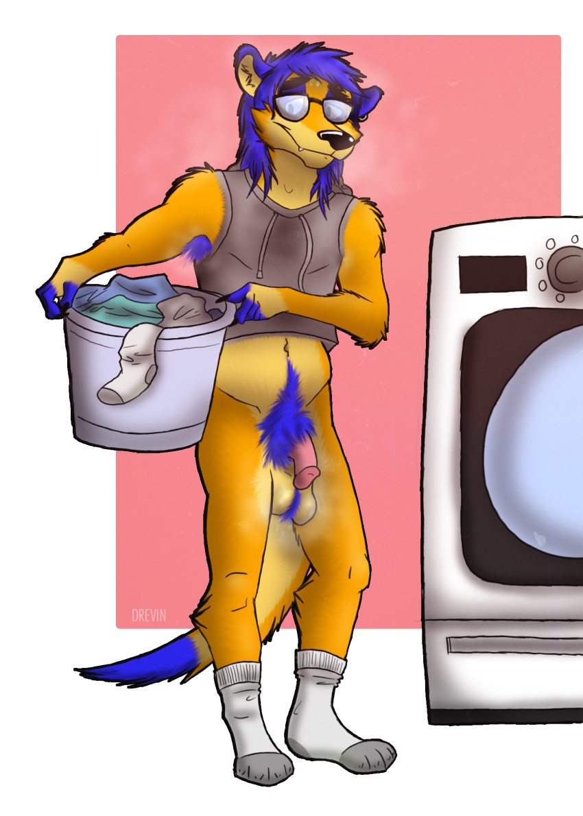 anthro balls blue_hair body_hair clothing drevin_drgnwuff eyewear footwear genitals glasses hair hairy herpestid hi_res laundry_basket male male_only mammal meerkat musk nonchalant pubes saggy_balls socks solo tigerthemeerkat