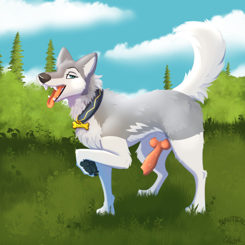 absurd_res anatomically_correct anatomically_correct_genitalia anatomically_correct_penis animal_genitalia animal_penis big_knot bolt_(disambiguation) canid canine canine_genitalia canine_penis canis domestic_dog feral fur genitals grey_body grey_fur hi_res husky knot male mammal nauticalcanine nordic_sled_dog paws penis slush_(littlebolty) solo spitz