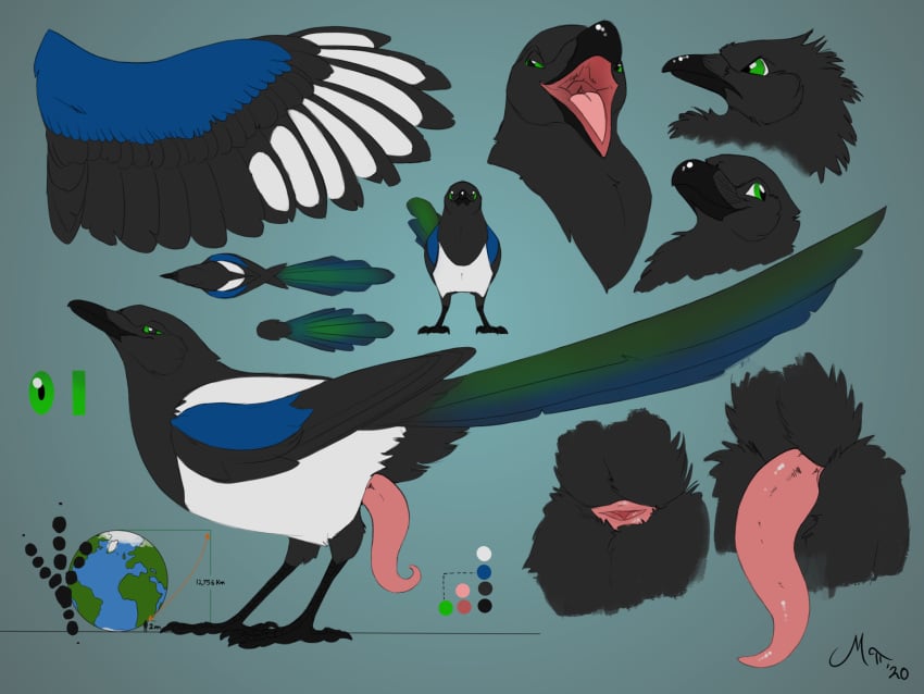 2020 4:3 4_toes animal_genitalia anisodactyl avian bird black_body black_feathers cloaca corvid digital_media_(artwork) erection feathers feet feral genitals green_eyes hi_res macro mag_(magpi) magpi magpie_(corvid) male model_sheet open_mouth oscine passerine penis pink_penis planet_earth solo tapering_penis toes