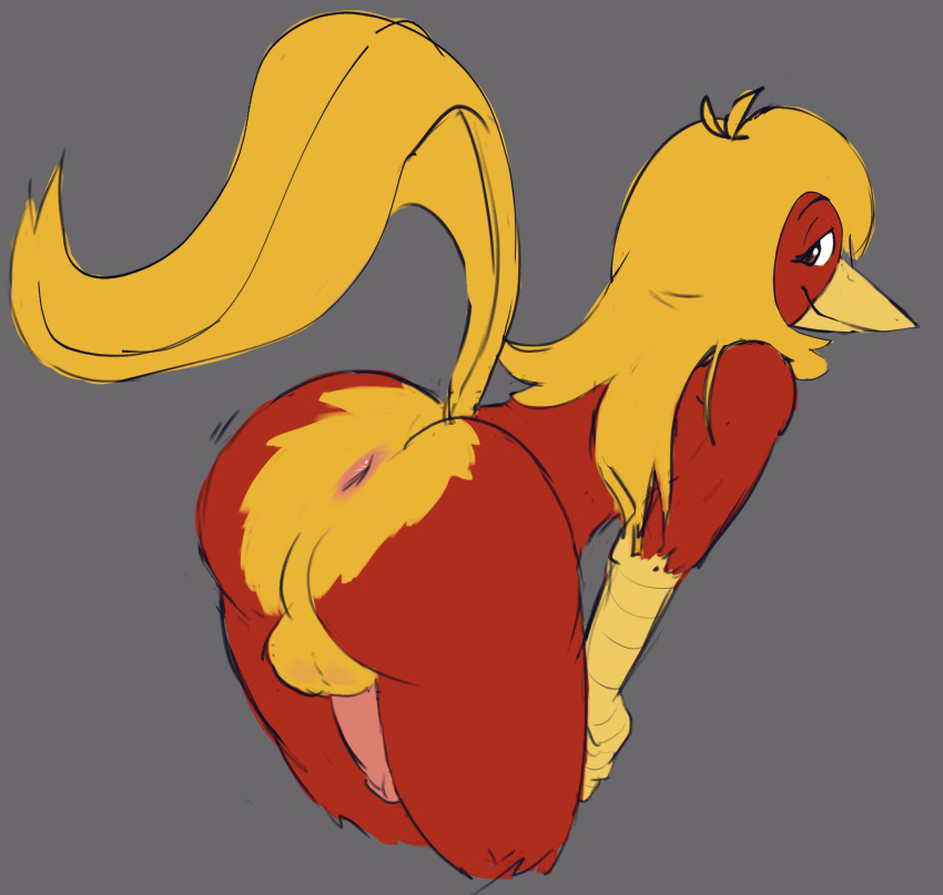 absurd_res anthro anus ass avian beak bird chrysolophus feathers galliform genitals glori_gamebird golden_pheasant hair hi_res justbig_red long_hair long_tail male penis phasianid presenting presenting_anus red_body red_feathers tail yellow_beak yellow_body yellow_feathers