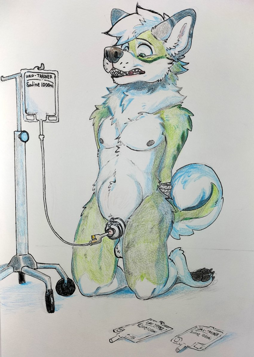 1boy 2023 4_toes absurd_res animal_urethral_insertion anthro arms_tied arms_tied_behind_back balls barefoot black_claws black_nose bladder_bulge bladder_inflation blue_body blue_ears blue_fur blue_tail bondage bound canid canine canis catheter catheter_in_urethra chastity_cage chastity_device claws curled_tail domestic_dog english_text feet full_body fur genitals green_body green_fur green_tail grey_body grey_ears grey_fur hair hands_behind_back hi_res husky inflation iv_bag iv_pole kneeling looking_down male mammal medical_instrument monotone_hair multicolored_body multicolored_ears multicolored_fur multicolored_tail navel neck_tuft nipples nordic_sled_dog nude omorashi open_mouth pawpads paws penetration saline scientific_instrument solo solo_male spitz submissive submissive_anthro submissive_male tail teeth text three-quarter_view toe_claws toes toxic_soda traditional_media_(artwork) tuft two_tone_ears uncensored urethral urethral_insertion urethral_penetration wheel white_balls white_body white_fur white_hair white_tail worried zelenyy