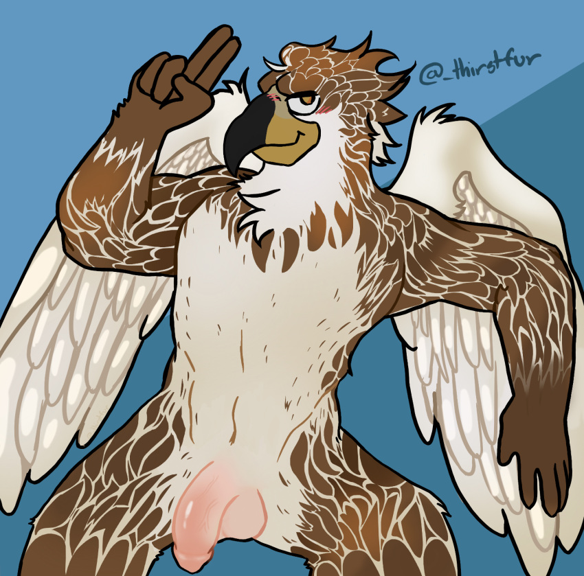 accipitrid accipitriform anthro avian bird brown_hair buteo chickenhawk eye_contact genitals hair hi_res looking_at_another male penis red-tailed_hawk solo thirstfur wings