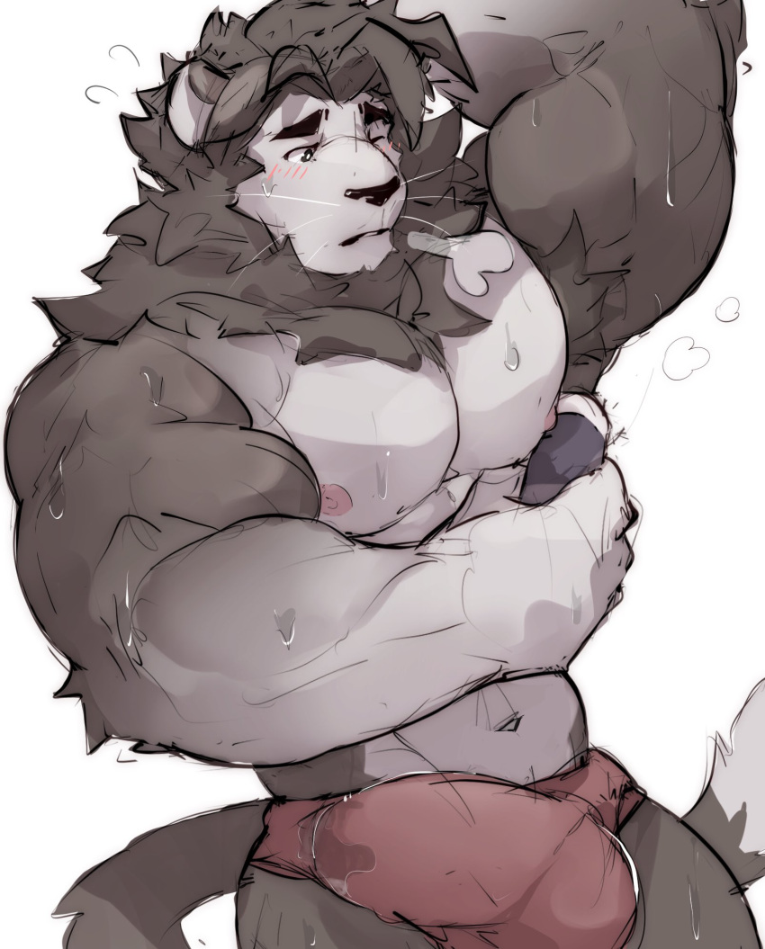 1boy anthro armpit_hair big_muscles bodily_fluids body_hair bulge clothing felid fur genital_fluids genital_outline grey_body grey_fur grey_hair hair hi_res lion makowolf1 male male_focus male_only mammal mane muscular muscular_anthro muscular_male pantherine penis_outline precum precum_through_clothing solo solo_male sweat underwear wet wet_clothing whiskers