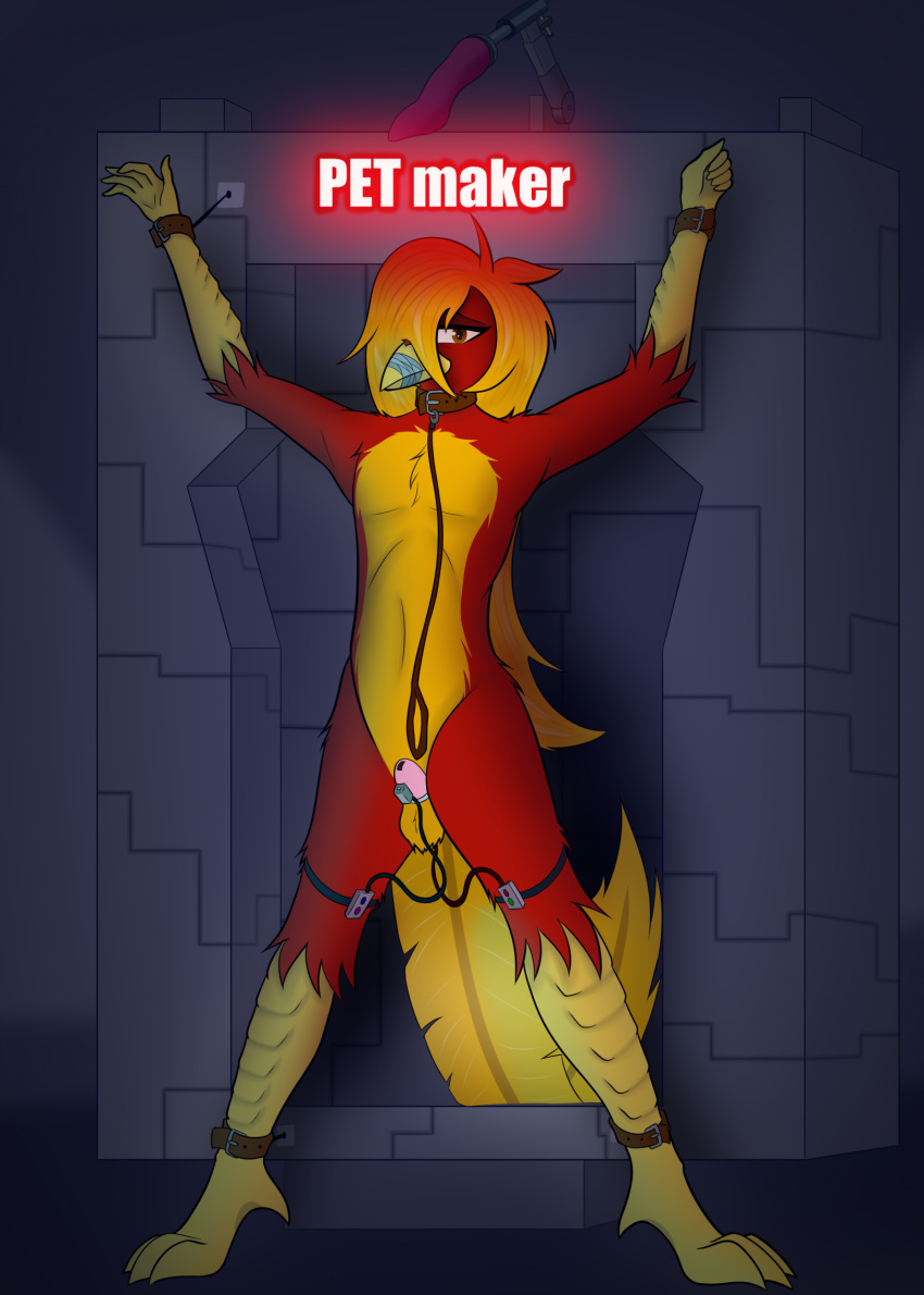 anthro avian beak bird bondage bound brony_kogot chastity_cage chastity_device chrysolophus collar exhibitionism feathers galliform glori_gamebird golden_pheasant hair hi_res leash long_hair long_tail male male_only muzzle_(object) muzzled phasianid red_body red_feathers sex_toy spread_eagle tail vibrator yellow_beak yellow_body yellow_feathers