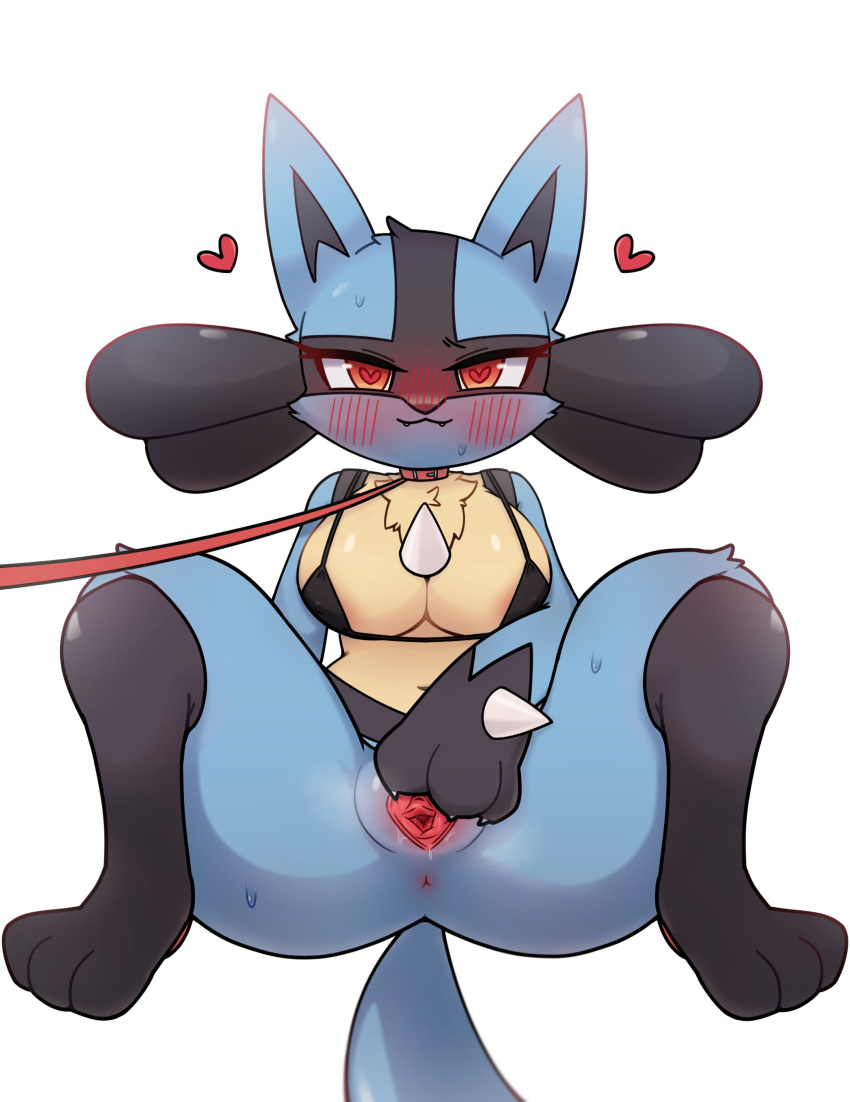 <3_eyes absurd_res anthro anus biped black_body blue_body blue_fur blush bodily_fluids bra clothing female front_view fur generation_4_pokemon genitals glistening glistening_body heart hi_res looking_at_viewer lucario navel nintendo park_horang pokemon pokemon_(species) pussy red_eyes solo spread_pussy spreading sweat tan_body tan_fur underwear