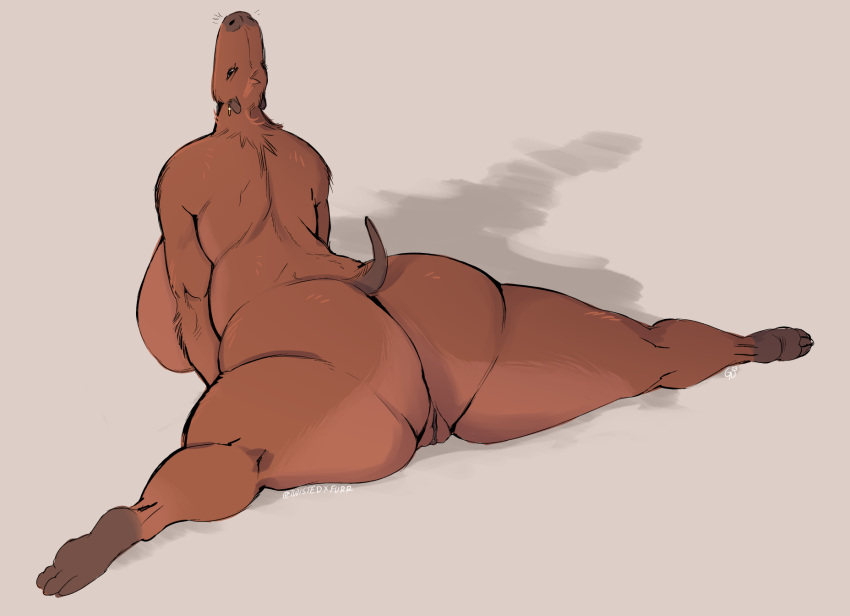 anthro ass big_breasts big_butt breasts brown_body brown_fur capybara caviid female flexible fur genitals hi_res huge_breasts huge_butt mammal nude pussy rear_view rodent simple_background solo splits spread_legs spreading thick_thighs twistedteeth upward_dog