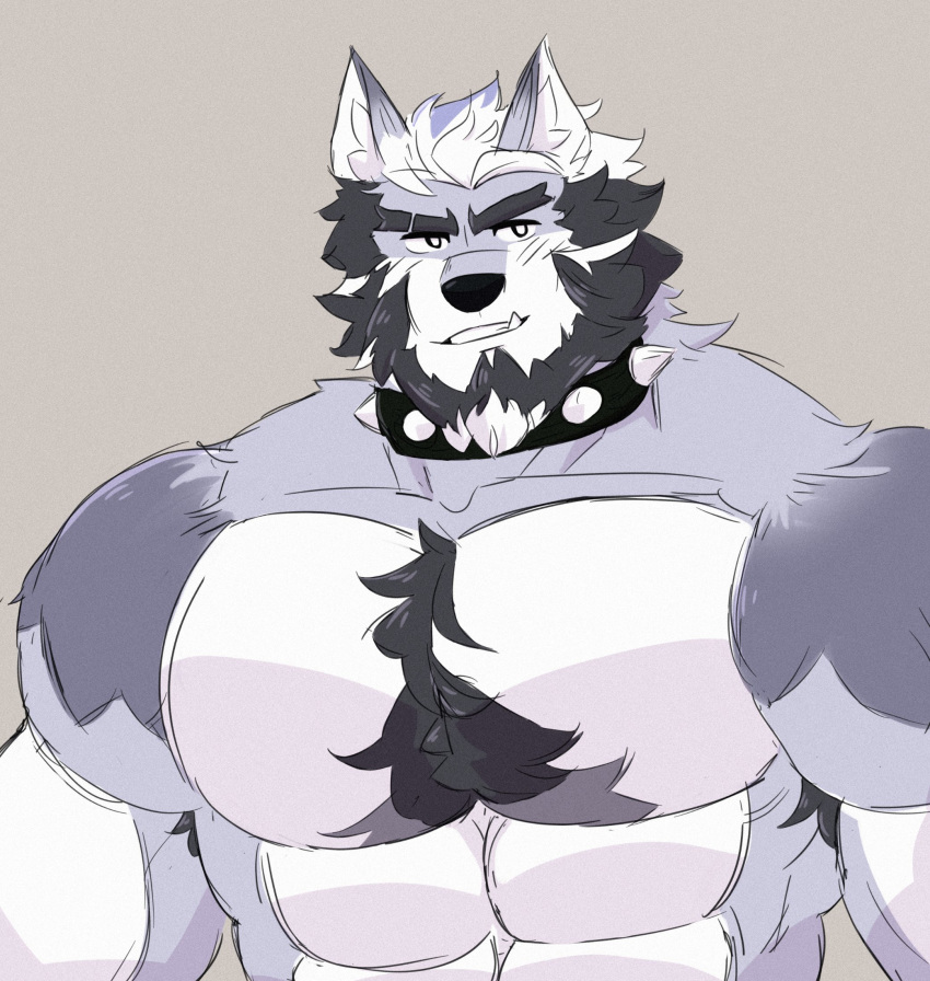 2023 abs anthro barazoku beard biceps black_hair canid canine canis chest_tuft collar deltoids facial_hair fur hair hi_res juggerpepper male mammal multicolored_body multicolored_fur muscular muscular_anthro muscular_male pecs purple_body purple_fur purple_hair simple_background solo spiked_collar spikes tuft two_tone_body two_tone_fur white_eyes white_hair wolf zeke_(pkdreem)