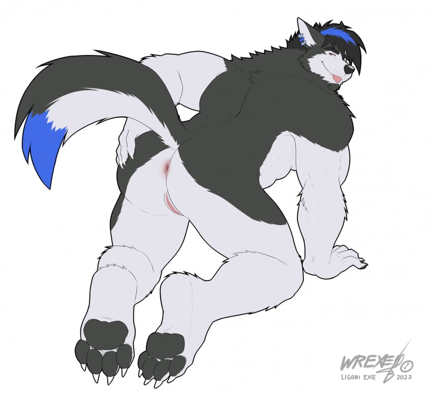 2020s 2023 akita all_fours andromorph anthro anus ass back_muscles beard biceps black_body black_fur black_hair black_nose blep blue_body blue_fur blue_hair canid canine canis cuntboy digital_media_(artwork) domestic_dog ear_piercing ear_ring eyebrows facial_hair fur genitals hair hi_res husky intersex ligoni mammal mixed_breed muscular muscular_andromorph muscular_anthro muscular_intersex nordic_sled_dog nude pawpads paws perineum piercing presenting presenting_hindquarters pussy ring_piercing simple_background smile solo spitz spread_butt spreading tail taro_yggdrasill tongue tongue_out white_background white_body white_fur