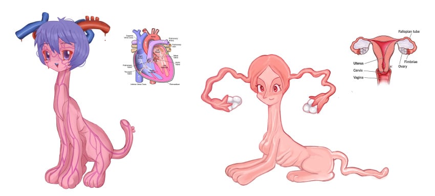 anatomically_correct anatomically_correct_uterus anatomy_reference avvunka background cervix endometrium fallopian_tubes fimbria heart heart_(organ) myometrium organs ovaries ovary perimetrium reproductive_anatomy simple_background tail uterus vagina what_has_science_done white_background wtf