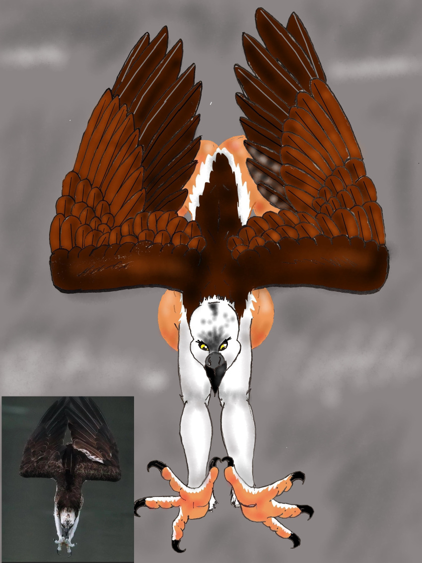 1female 1girls anthro ass avian_humanoid big_ass big_breasts big_butt breasts female female_only girl_only guodzilla huge_breasts osprey solo solo_female