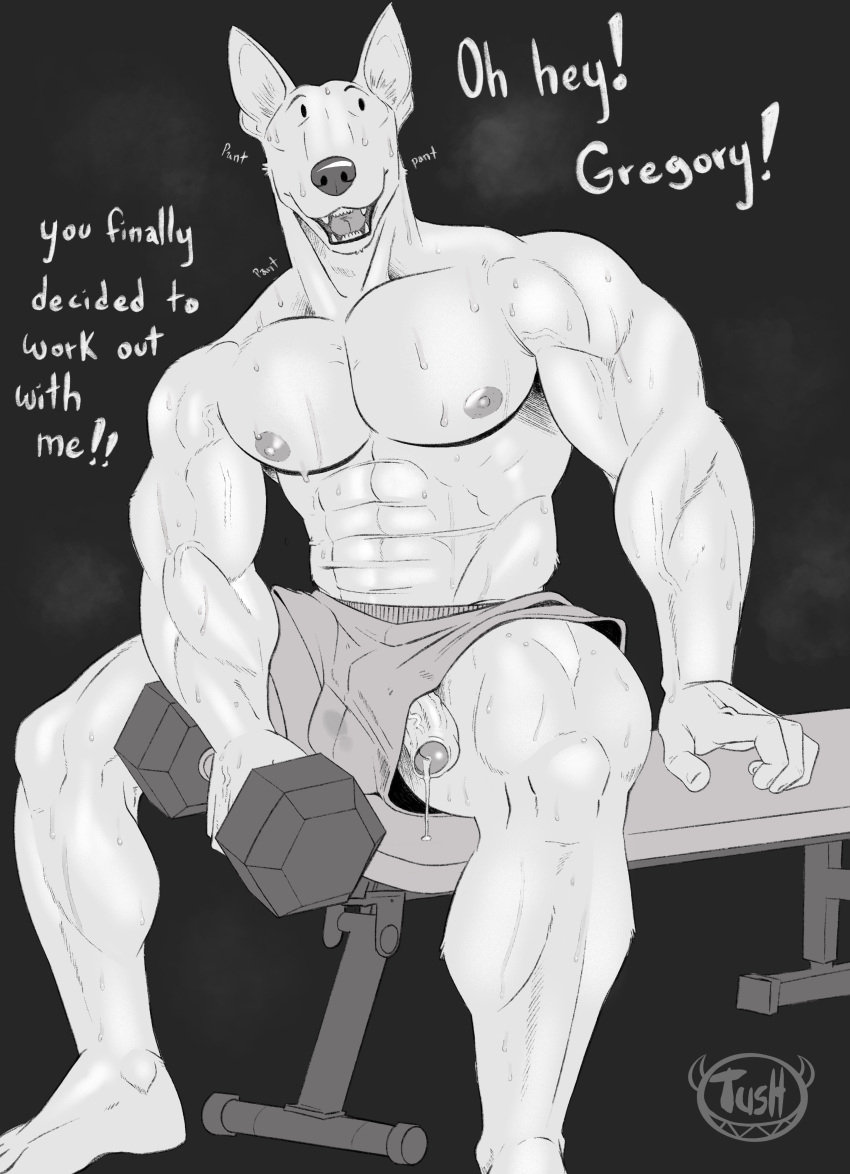 2023 abs absurd_res anthro biped bodily_fluids bull_terrier canid canine canis digital_media_(artwork) domestic_dog dumbbell english_text erection foreskin genital_fluids genitals greyscale hi_res holding_dumbbell hunting_dog julius_(tush) male male_only mammal monochrome muscular muscular_anthro muscular_male pecs penis plantigrade poking_out precum sitting solo sweat terrier text tush veiny_arms weights