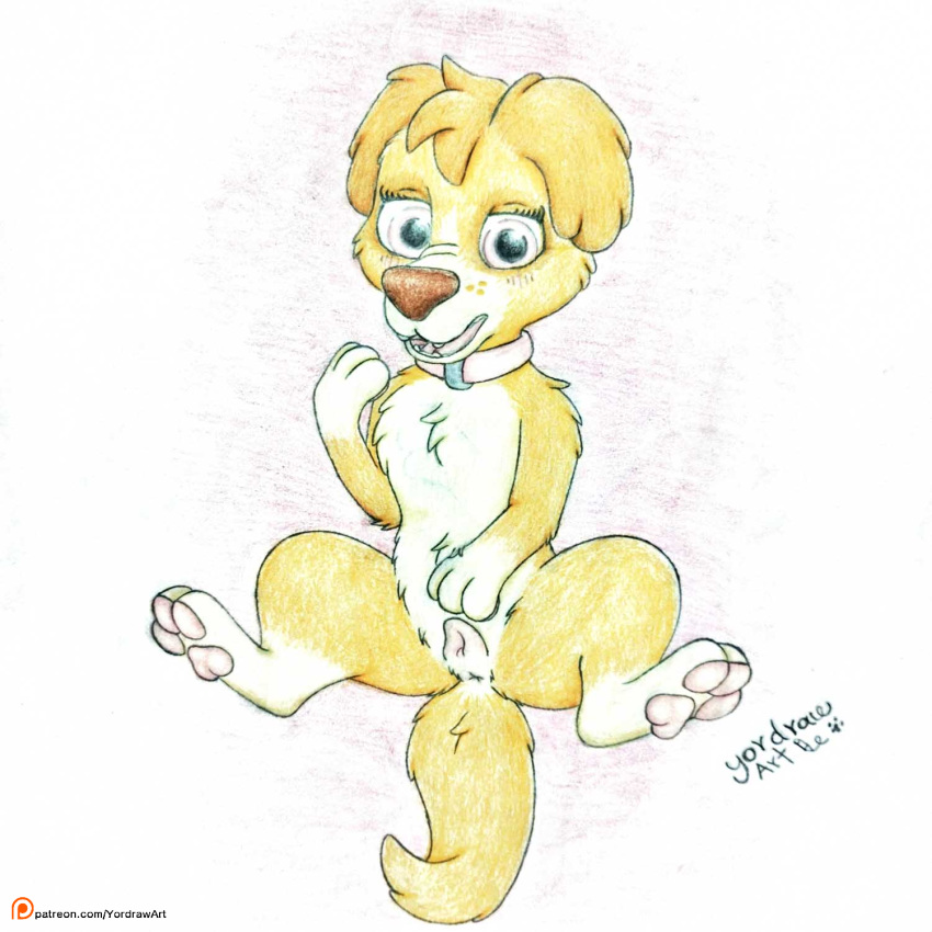 anus bent_legs canid canine canis collar cute_expression cute_eyes domestic_dog female feral genitals hi_res legs_up mammal patreon patreon_link patreon_logo paw_patrol pawpads paws pussy skye_(paw_patrol) smile solo spread_legs spreading text url yordraw