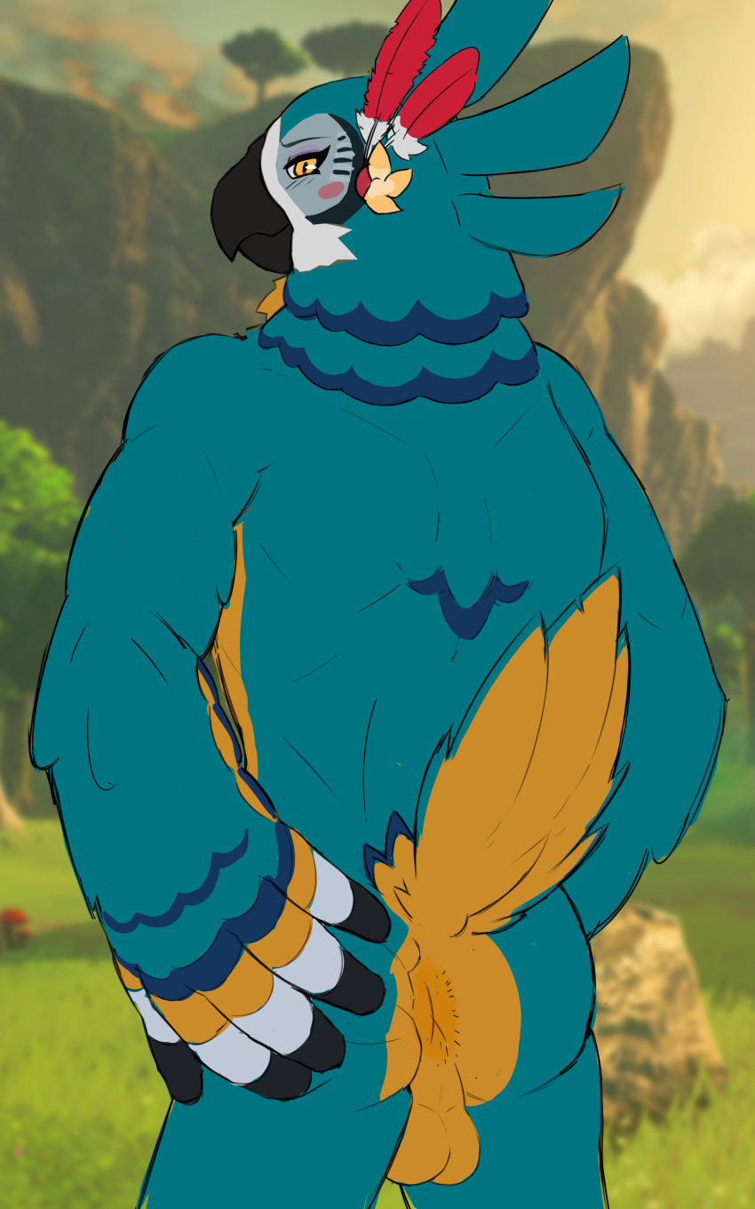 absurd_res anthro anus ass ass_up avian backsack balls balls_outline beak bedroom_eyes blue_body breath_of_the_wild butt_focus butt_grab cute_expression feathers flustered from_behind_position genital_outline genitals hand_on_butt hi_res hybrid kass_(tloz) male muscular muscular_thighs narrowed_eyes nintendo orange_body orange_eyes pockyco raised_tail rear_view rito seductive sex solo tail the_legend_of_zelda unfinished wings