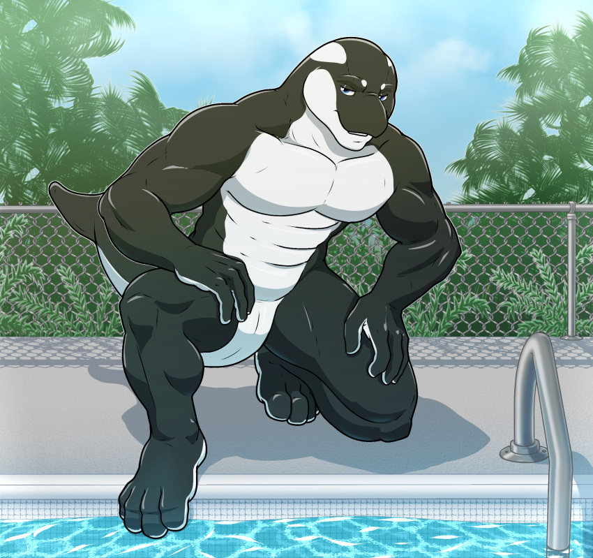 aitch bottomless cetacean clothed clothing dolphin hi_res lifeguard male male_only mammal marine oceanic_dolphin orca pool shirt slit tank_top toothed_whale topwear