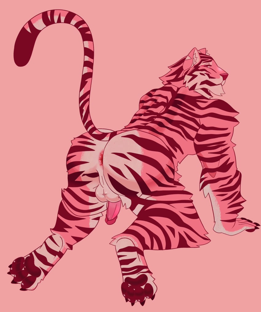 all_fours anthro anus anus_focus csmarcus felid fur genitals hi_res humanoid_genitalia humanoid_penis looking_at_viewer male male_only mammal muscular narrowed_eyes pantherine penis pink_body pink_eyes pink_fur presenting presenting_anus simple_background solo stripes tiger