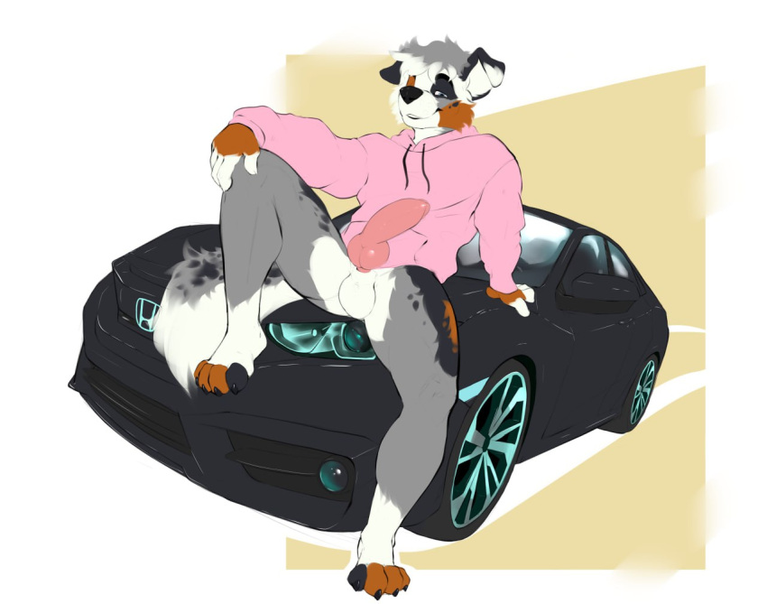 anthro australian_shepherd canid canine canis claws clothing domestic_dog erection genitals herding_dog honda_civic hoodie jayfrid knot male male/male mammal pantsless pastoral_dog pawpads penis pink_clothing pink_hoodie pink_topwear sheepdog sitting_on_car smug solo spots topwear