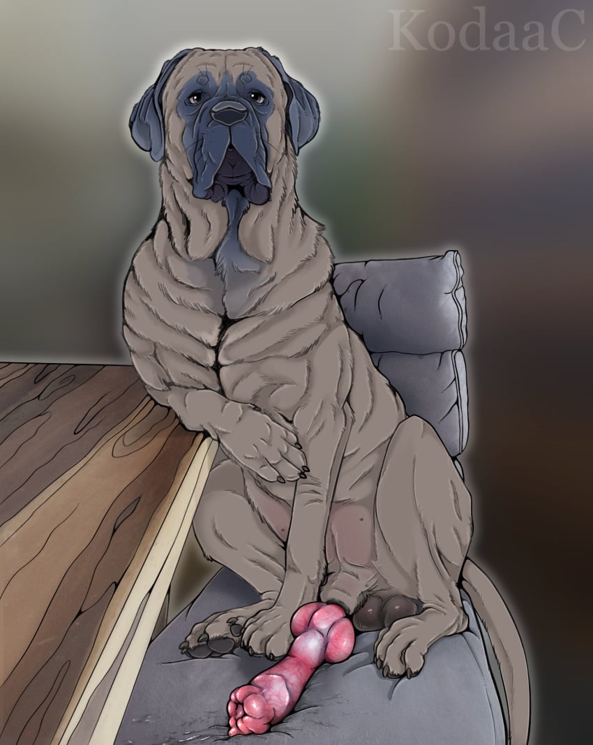 2020s 2023 anatomically_correct anatomically_correct_genitalia anatomically_correct_penis animal_genitalia animal_penis balls bodily_fluids brown_body brown_fur cane_corso canid canine canine_genitalia canine_penis canis chair digital_media_(artwork) domestic_dog erection feral fur furniture genital_fluids genitals hi_res knot kodaac looking_at_viewer male mammal mastiff molosser penis precum quadruped sheath sitting solo table whiskers