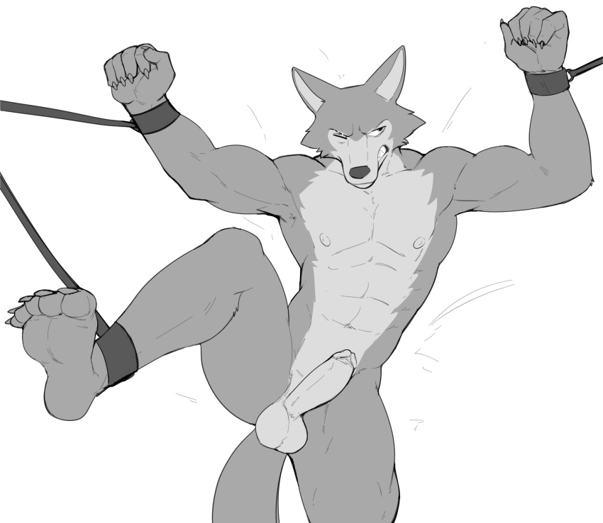 anthro athletic athletic_anthro athletic_male balls beastars bondage canid canine canis erection fur genitals hi_res humanoid_genitalia humanoid_penis jrjresq legoshi_(beastars) male male_only mammal monochrome nude penis solo wolf