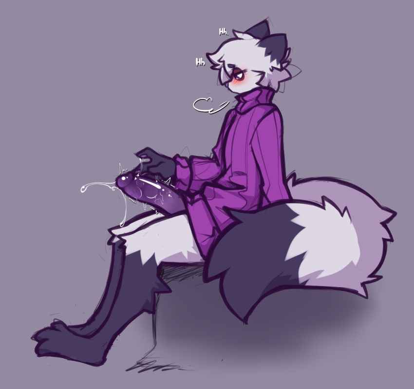 anthro arctic_fox blush bodily_fluids bottomless bottomless_anthro bottomless_male breath canid canine clothed clothing dipstick_ears dipstick_tail dust_(mewgle) fox fur genital_fluids genitals leg_markings looking_at_genitalia looking_at_penis male mammal markings mewgle multicolored_ears onomatopoeia panting penis precum precum_string sitting socks_(marking) solo sound_effects sweater tail tail_markings text throbbing_penis topwear touching_penis white_body white_fur