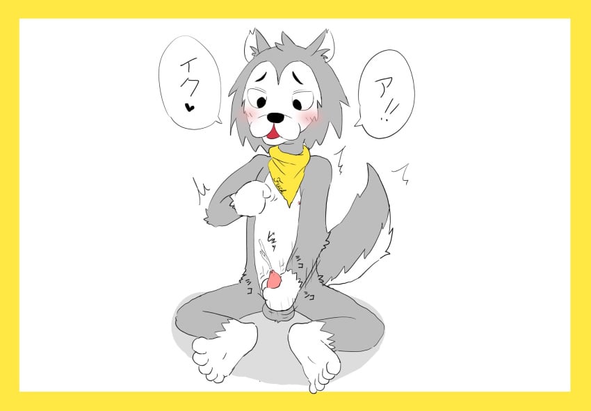 2021 5_toes anthro balls blush border canid canine canis colored ejaculation embarrassed erection feet fur genitals half-closed_eyes hi_res japanese_text looking_at_self male mammal masturbation mostly_nude narrowed_eyes nekotanyanneko nipple_fetish nipple_play penis scarf scarf_only shaking simple_background sitting solo tail text toes trembling white_background white_body white_fur wolf yellow_border yellow_scarf