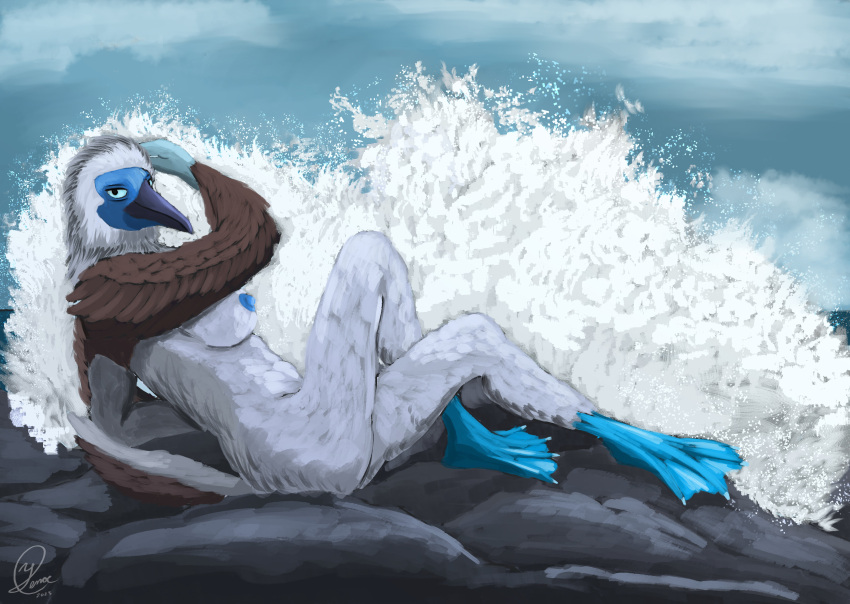 Birdtember Rule 34 Image