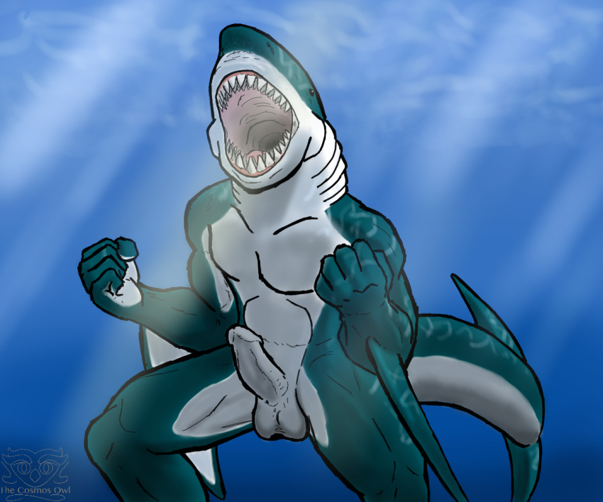 2012 anthro balls erection fish furry male male_only marine no_humans penis shark solo thecosmosowl