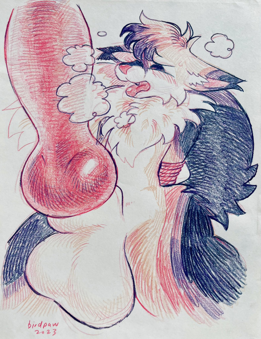 2023 animal_genitalia animal_penis anthro arms_tied artist_name balls big_balls big_penis big_sheath birdpaw_(artist) black_body black_fur bound breath canid canine canine_genitalia canine_penis colored_pencil_(artwork) eden_(pklucario) erection fangs fox fur genitals hands_behind_back hi_res huge_balls huge_cock huge_sheath hyper hyper_balls hyper_genitalia hyper_penis hyper_sheath inner_ear_fluff knot male mammal multicolored_body multicolored_fur neck_tuft orange_body orange_fur penis pink_inner_ear purple_body purple_fur red_body red_fur red_nose red_penis red_rope red_tongue rope sheath solo submissive submissive_anthro submissive_male tail tail_tuft tan_body tan_fur teeth tongue traditional_media_(artwork) tuft white_inner_ear_fluff