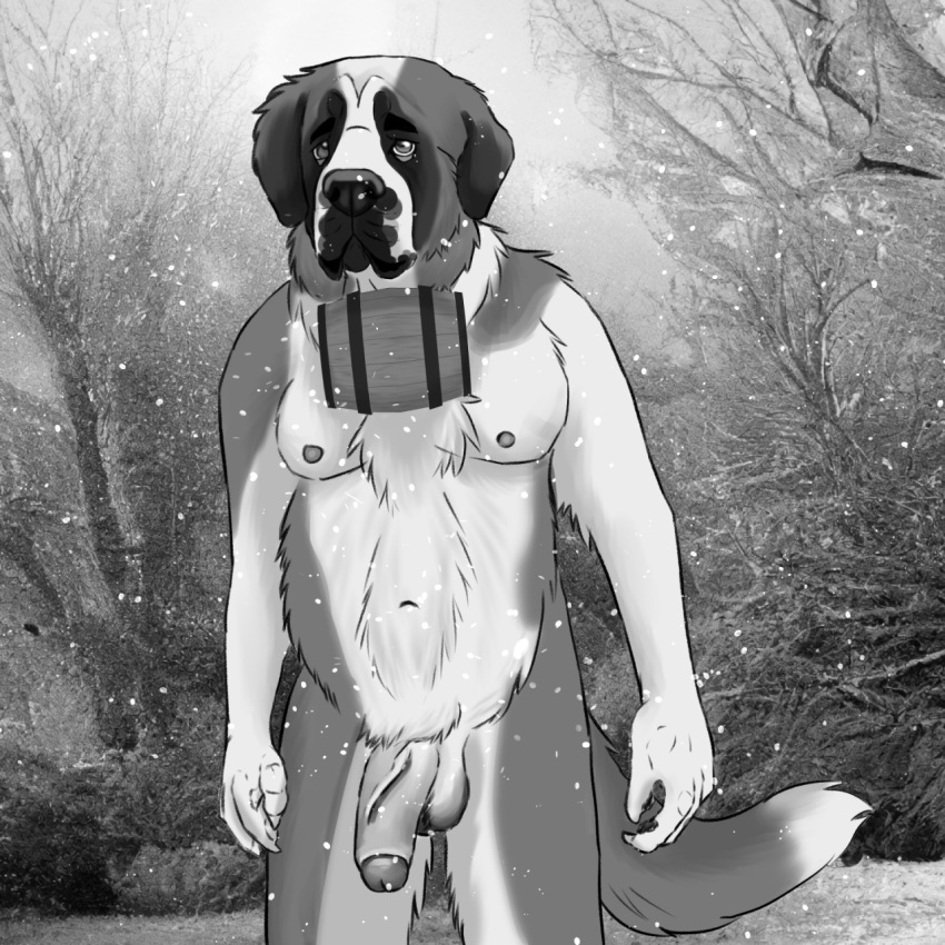 anthro balls barrel canid canine canis domestic_dog fenderr genitals greyscale hi_res humanoid_genitalia humanoid_penis male mammal molosser monochrome mountain_dog penis rescue saint_bernard slightly_chubby snow solo vein