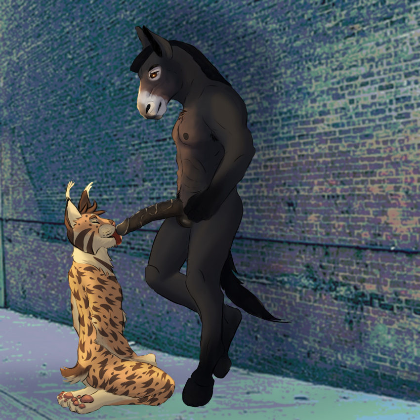 anthro athletic athletic_male bobcat duo equid equine felid feline fellatio fenderr genitals hi_res humanoid_genitalia humanoid_penis hybrid long_penis lynx male male/male mammal mule oral pawpads penile penis semi_public sex short_tail tail vein veiny_penis