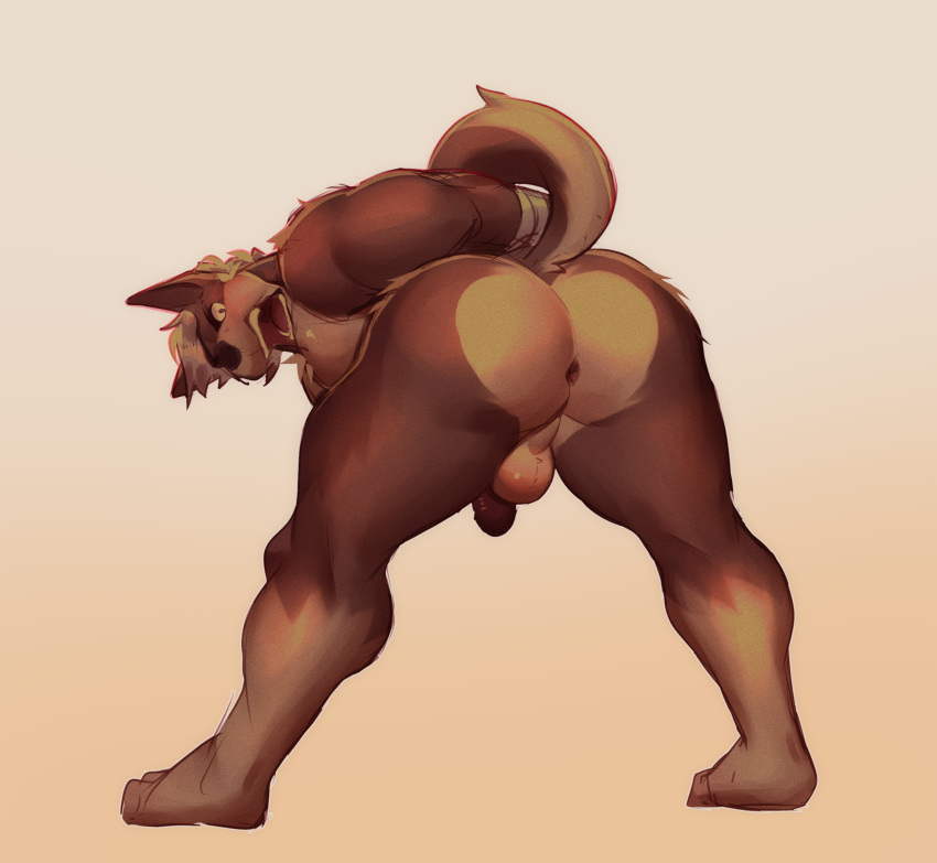 absurd_res angry anthro anus ass balls bent_over brown_body canid canine darkened_genitalia darkened_penis fluffy fur gasp genitals hands_behind_back hi_res male mammal muscular muscular_anthro muscular_male open_mouth pecs penis rear_view simple_background snaftfc solo spread_legs spreading standing tan_body tan_fur