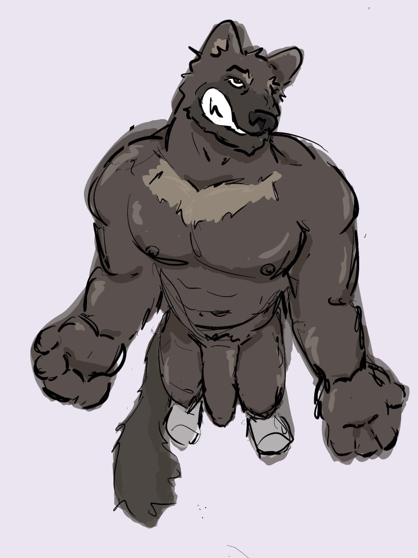 anthro bared_fangs bared_teeth clothing dickinoatmeal erection footwear footwear_only foreskin fur genitals gulonine hi_res male mammal mostly_nude muscular muscular_male mustelid musteline nipples nude pecs penis simple_background socks socks_only solo tail wolverine