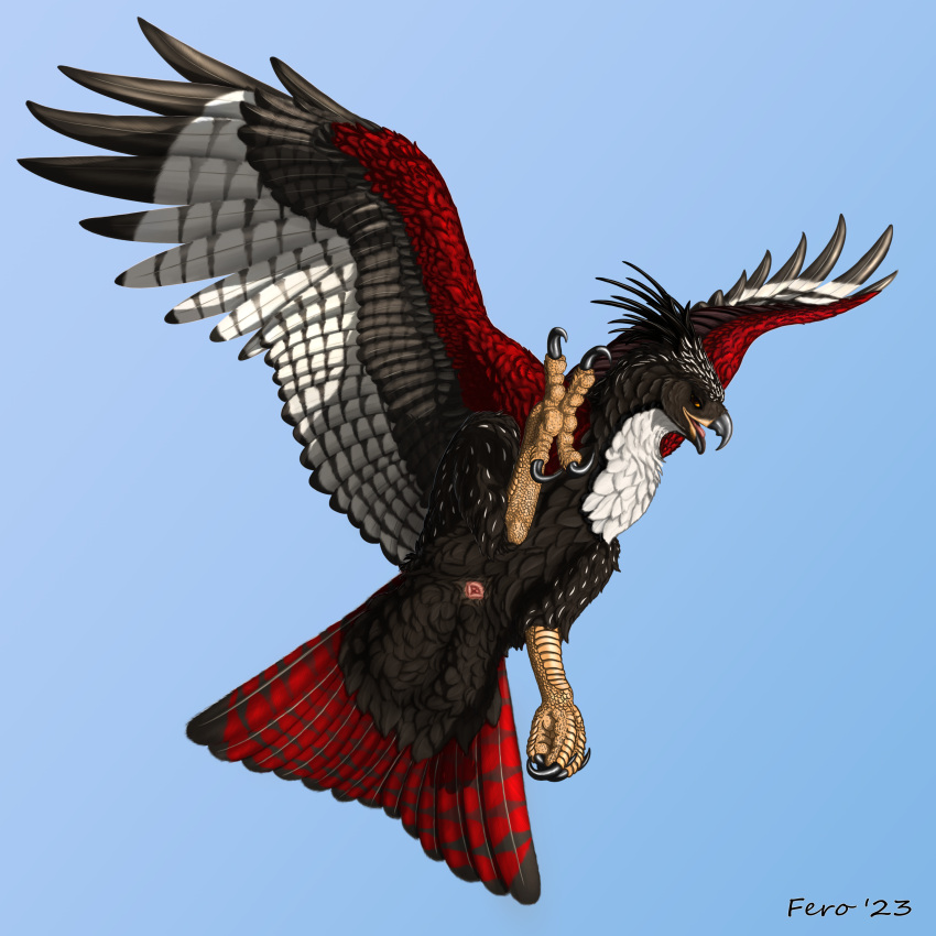 2023 absurd_res accipitrid accipitriform ambiguous_gender animal_genitalia avian bird brown_body brown_feathers cloaca feathers female_(lore) feral ferobird flying genitals hi_res hybrid osprey red_body red_feathers simple_background white_body white_feathers