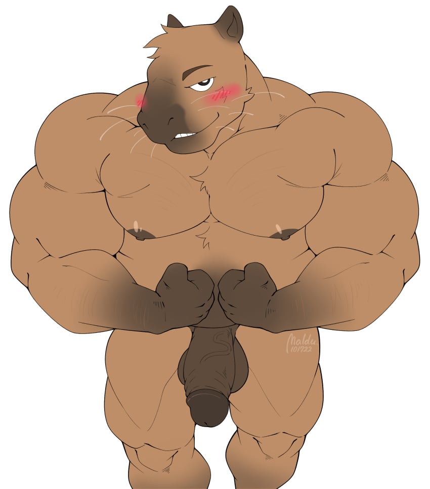 1boy absurd_res anthro balls bara blush brown_body brown_fur capybara caviid darkened_balls darkened_genitalia darkened_penis flexing fur gay gay_male genitals hi_res humanoid_genitalia humanoid_penis looking_at_viewer maldu male male_only mammal muscular muscular_anthro muscular_male nipples nude pecs penis rodent solo white_background