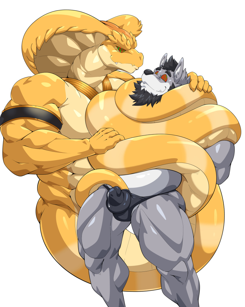 absurd_res anthro apode beard black_hair bulge canid canine canis clothed clothing cobra coiling draconcopode duo facial_hair gay grey_body hair hi_res hypnosis hypnotic_eyes jewelry legless maldu male male/male mammal mind_control muscular muscular_anthro muscular_male naga reptile scalie serpentine simple_background snake speedo swimwear topless white_background wolf yellow_body