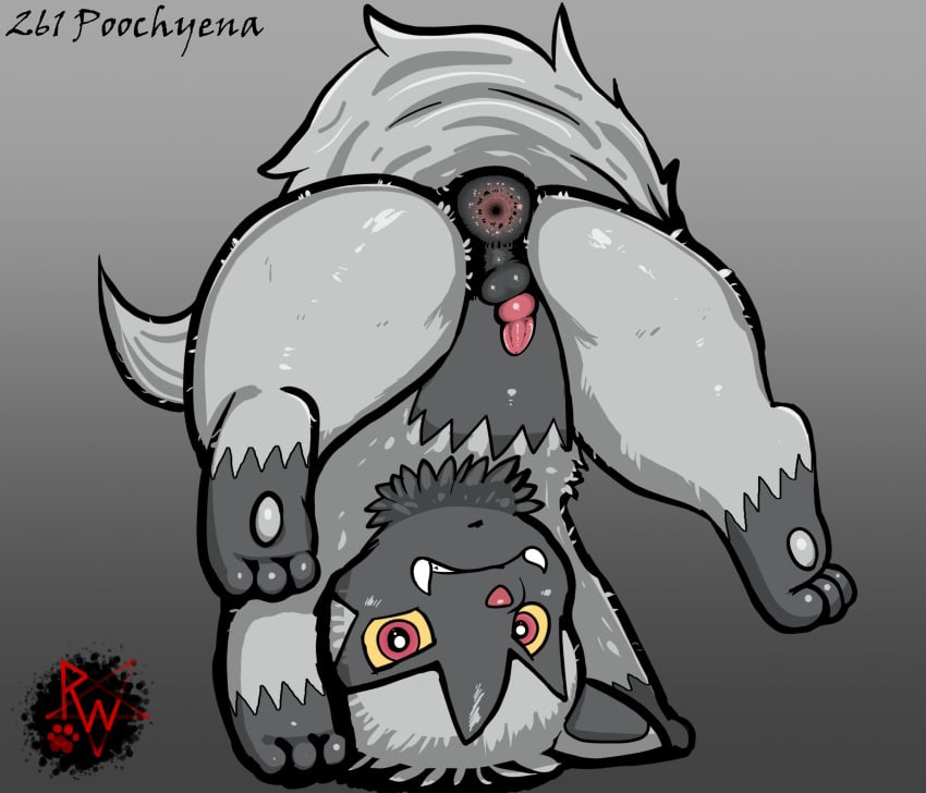 angry animal_genitalia animal_penis anus ass balls canid canine canine_genitalia canine_penis darkened_genitalia digital_media_(artwork) erection feet feral fur gaping gaping_anus generation_3_pokemon genitals grey_body grey_fur hi_res hindpaw knot looking_at_viewer male mammal nintendo paws penis pokemon pokemon_(species) poochyena presenting puffy_anus rapistwerewolf short_penis simple_background small_balls small_penis soles solo tail teeth upside-down