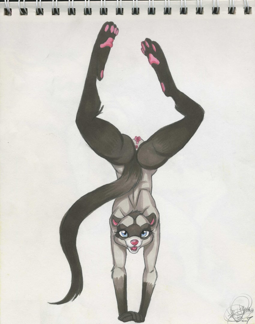 anthro anus blue_eyes female ferret handstand malachi nude pussy solo tail