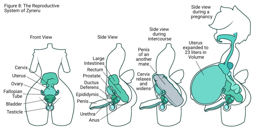 1boy alien alien_humanoid anal anal_sex ass balls ballsack big_belly big_butt bladder body_modification cervix diagram english_text erection esophagus femboy front_view gallbladder genitals green_flesh guts head_tuft herm hermaphrodite hi_res humanoid internal intersex intestines liver lore male male_focus male_only male_pregnancy maleherm maleherm_sans_pussy organs ovaries pear-shaped_figure penetration penis pregnant pregnant_herm pregnant_hermaphrodite pregnant_intersex pregnant_male pregnant_maleherm prostate reproductive_anatomy ridiculous_fit scrotum solo_focus stomach stomach_(organ) stomach_bulge testicles text transformation translucent translucent_body tuft unusual_anatomy urethra uterus wide_hips zyneru zyneru_(character)