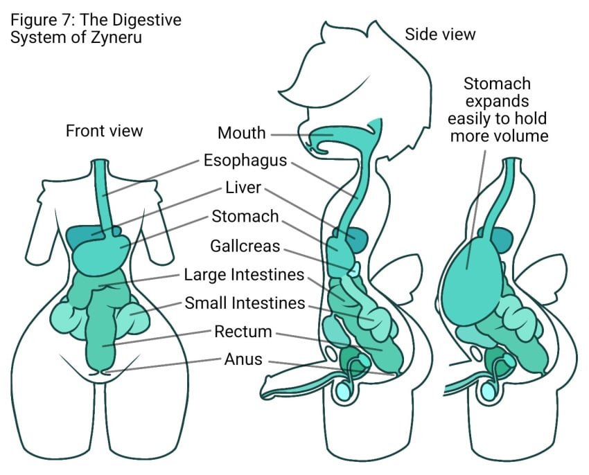 1boy alien alien_humanoid anthro balls ballsack bladder copyright_request diagram english_text esophagus femboy front_view full_stomach gallbladder genitals green_flesh guts head_tuft humanoid humanoid_genitalia humanoid_penis internal intestines liver male male_focus male_only model_sheet organs pear-shaped_figure penis prostate scrotum solo solo_focus stomach stomach_(organ) testicles text tuft urethra wide_hips zyneru zyneru_(character)