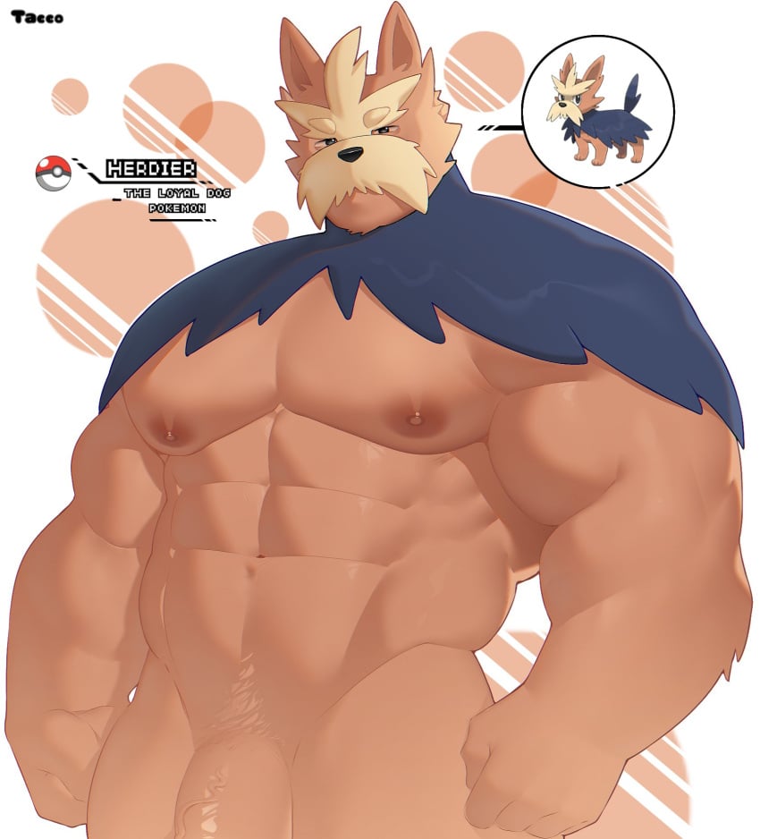 anthro blue_body blue_fur el_tacc0 facial_hair fur generation_5_pokemon genitals gijinkafied herdier hi_res looking_at_viewer male male_only moustache muscular muscular_anthro muscular_male nintendo nipples pecs penis penis_base pokemon pokemon_(species) pokemorph solo tan_body tan_fur