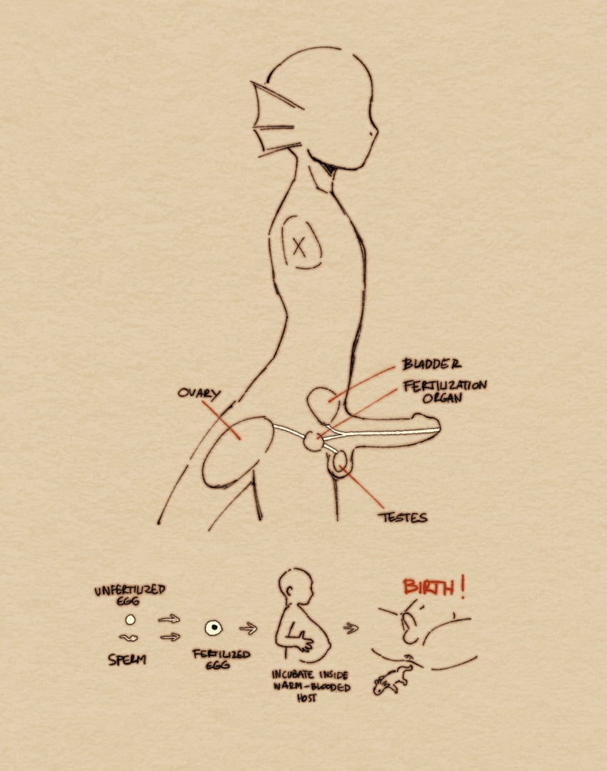 anal_birth anatomy animal_humanoid anus balls biped comic duo ear_fins egg english_text erection feral fin genitals hi_res human humanoid humanoid_genitalia humanoid_penis internal male mammal marine marine_humanoid monochrome mpreg niichan ovum penis pregnant pregnant_male quadruped solo sperm_cell story story_at_source story_in_description tail tailed_humanoid text