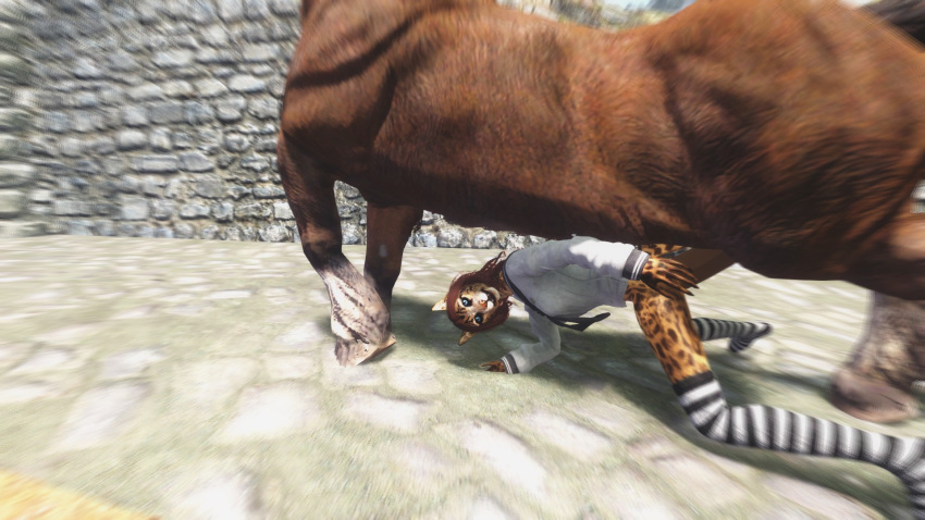 3d discombobulation equine feline horse horsecock khajiit penis skyrim socks the_elder_scrolls video_games zoophilia