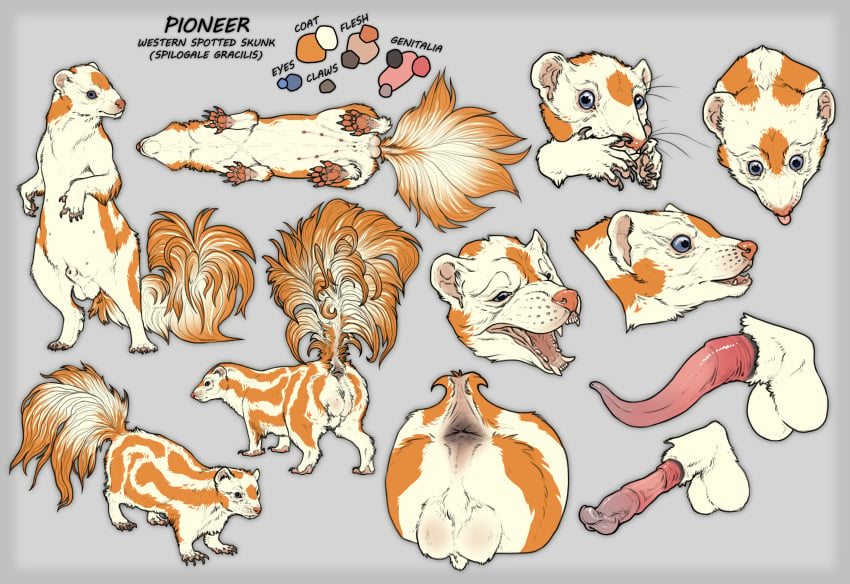 animal_genitalia balls feral genitals hi_res male mammal mephitid model_sheet pioneer_(pioneer-mephitis) skunk spilogale_gracilis spotted_skunk stygimoloch_(artist) western_spotted_skunk