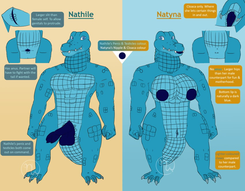 2023 abs absurd_res alligatorid anatomically_correct anatomically_correct_cloaca anatomically_correct_genitalia anatomically_correct_penis animal_genitalia anthro anus artist_logo ass azurlligator balls big_breasts big_butt blue_balls blue_body blue_claws blue_cloaca blue_eyes blue_lips blue_nipples blue_penis blue_scales breasts clawed_fingers claws cloaca cloacal cloacal_penis crocodilian digital_drawing_(artwork) digital_media_(artwork) duo facial_scar fangs feet female fist flat_colors genitals hi_res lips logo long_tail looking_at_viewer male membrane_(anatomy) model_sheet multicolored_body multicolored_scales muscular muscular_anthro muscular_female muscular_male nathile_tiduna nipples nude pecs penis pupils reptile scales scalie scar scutes skywater slit slit_pupils spread_cloaca spreading tail teeth text thick_bottom_lip thick_thighs thigh_gap toe_claws toes webbed_feet webbed_hands wide_hips wide_tail yellow_scutes