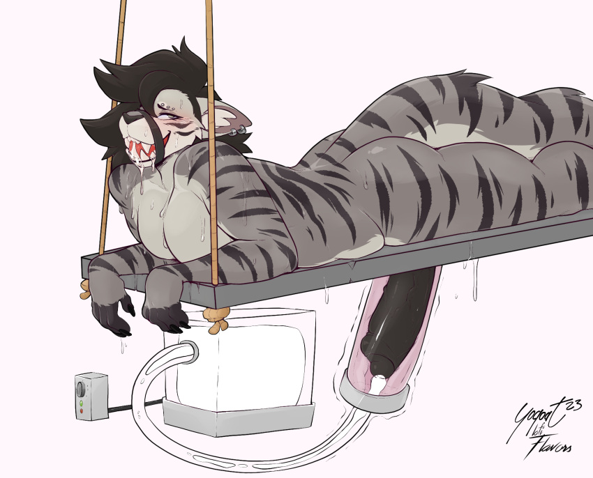 anthro ass big_penis black_hair black_penis bodily_fluids cum cumshot domestic_cat drooling ejaculation eyebrow_piercing facial_piercing felid feline felis foreskin fur genital_fluids genitals grey_body grey_fur hair hi_res huge_cock humanoid_genitalia humanoid_penis lying male male_only mammal muzzle_(object) muzzled on_front penile penis penis_milking penis_milking_machine piercing saliva sharp_teeth solo sweat teeth uncircumcised yogoat