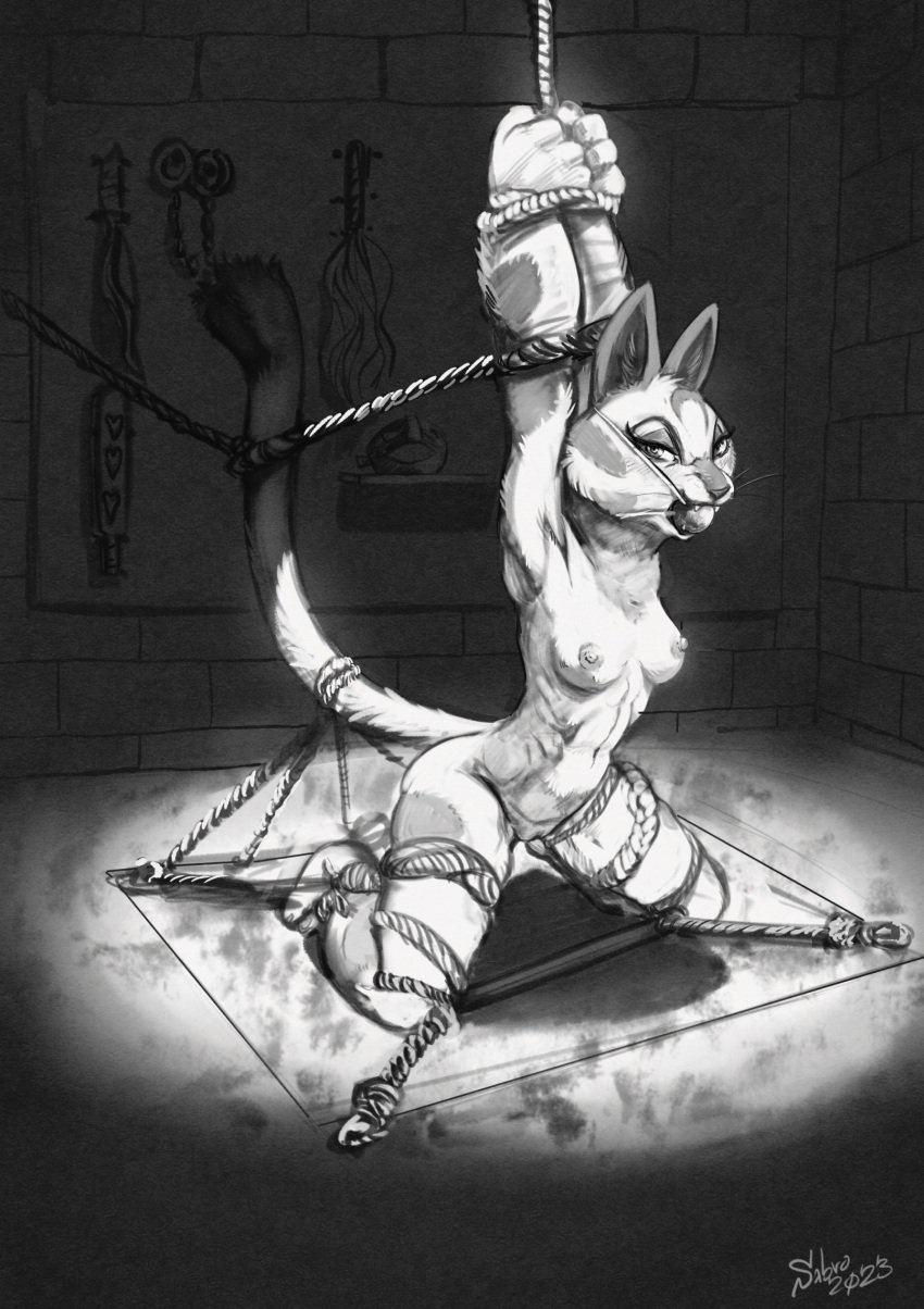 2023 anthro areola biped black_and_white bondage bondage bound breasts character_request felid female gag gagged genitals hi_res inside legs_tied looking_at_viewer mammal monochrome navel nipples nude paddle pantherine pussy restraints rope rope_bondage sabrotiger snow_leopard solo tail tail_bondage tail_tied teeth whip whiskers